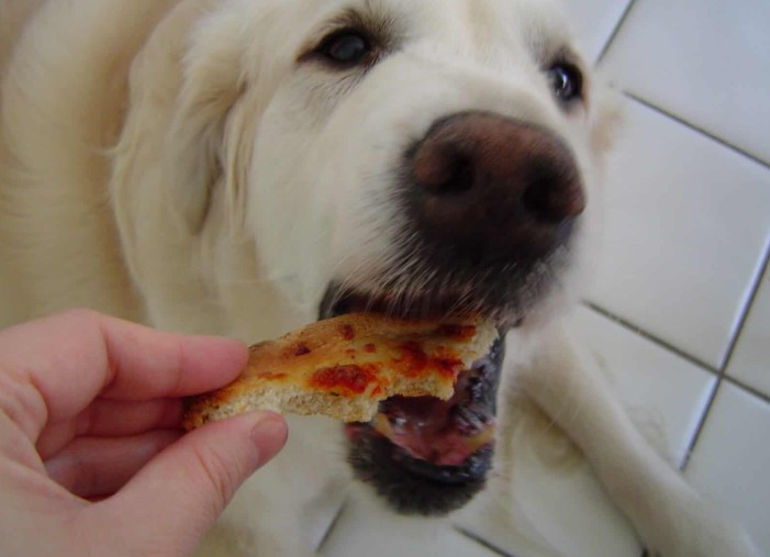 Can Dogs Eat Pepperoni