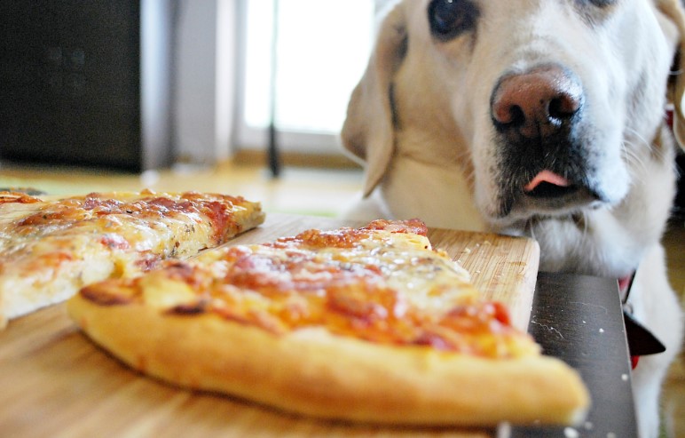 Can Dogs Eat Pepperoni