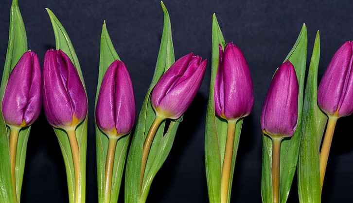 Purple Tulip Care and Meaning