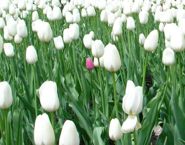 What do red and white tulips mean?
