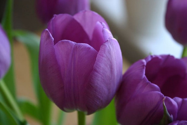 Purple Tulip Care and Meaning