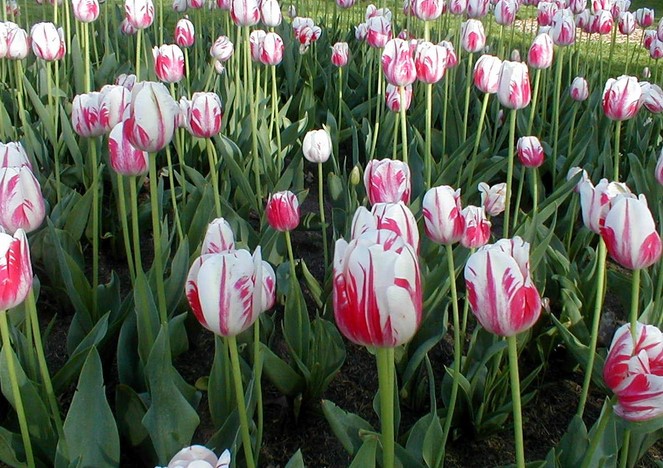 The Meaning of the Tulip Flower