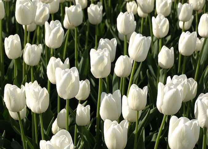 White Tulip Meaning