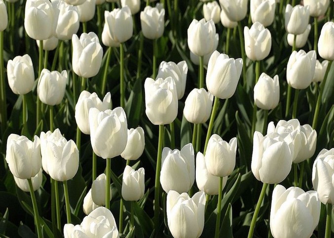 White Tulips Meaning