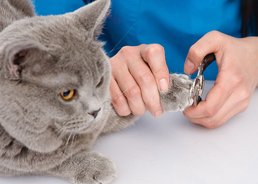 How to Take Care of Cats Nails