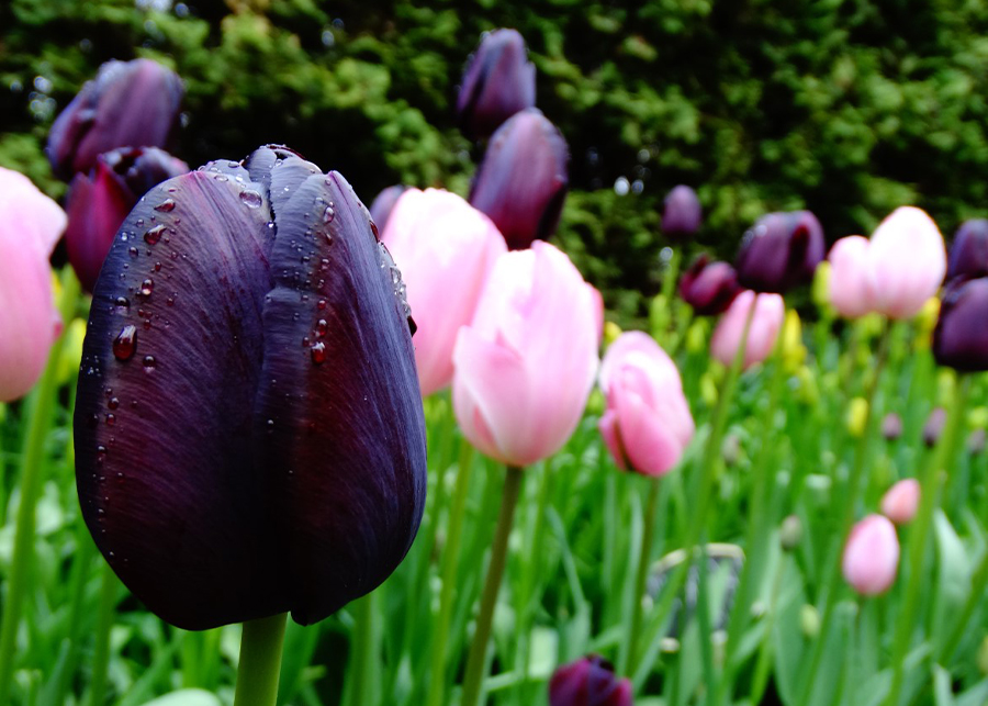 Black Tulip Meaning and Care