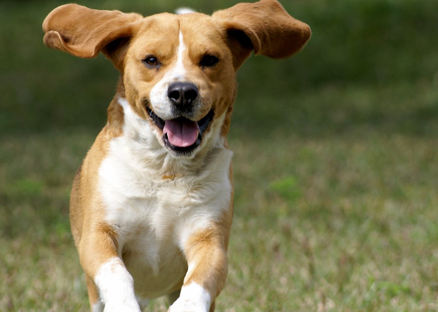 Benefits of Fish Oil For Dogs