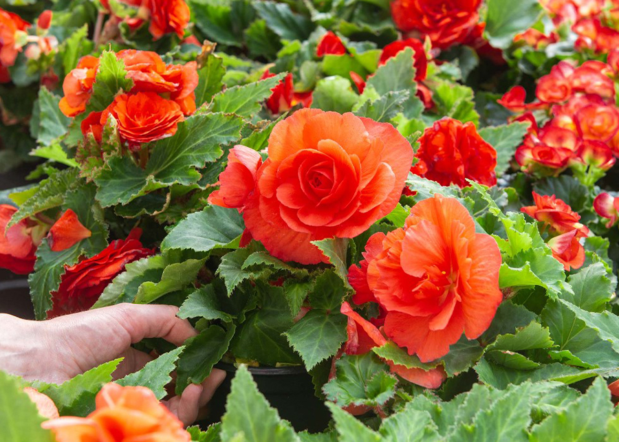 Propagating Rieger Begonia