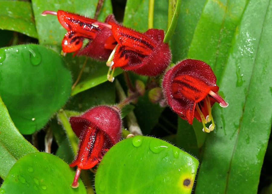 How to Grow a Lipstick Plant in Your Home Garden