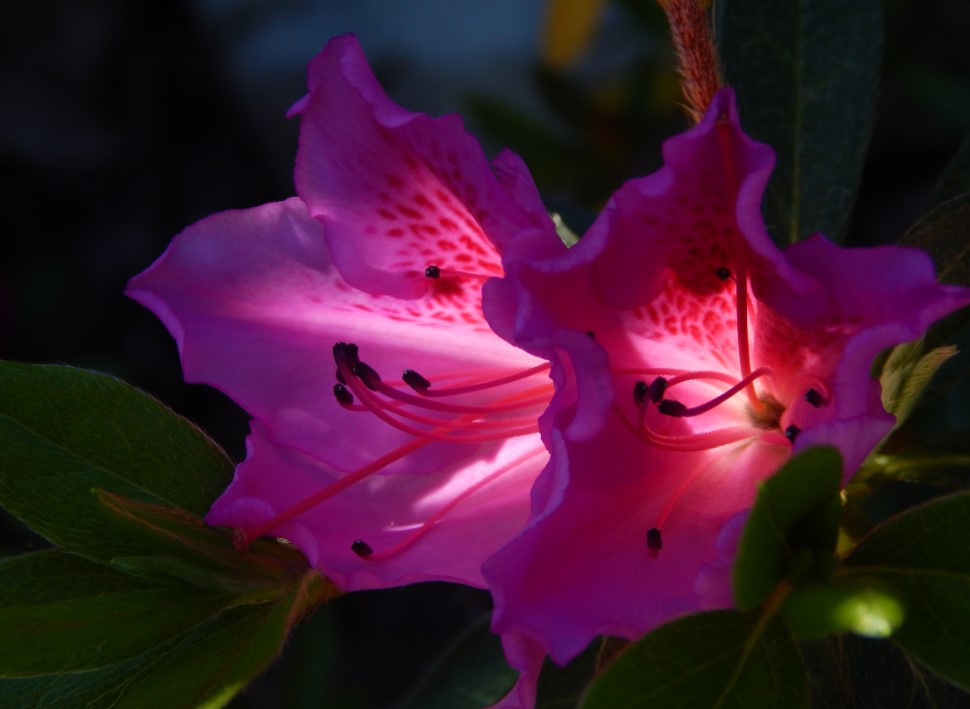 Azalea flower