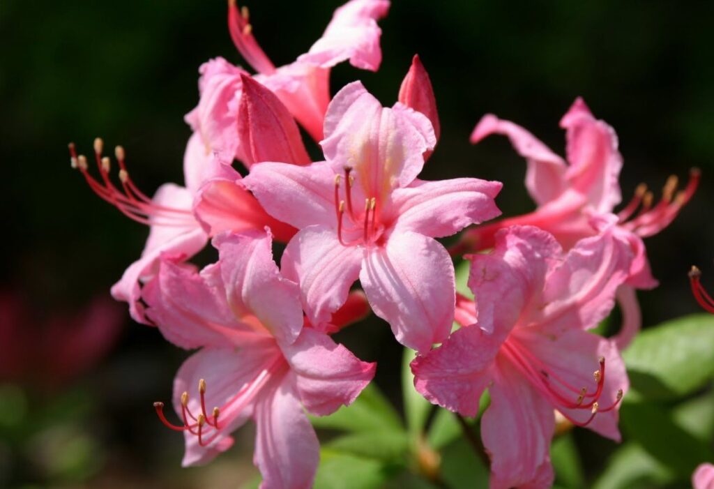 Azalea flower history