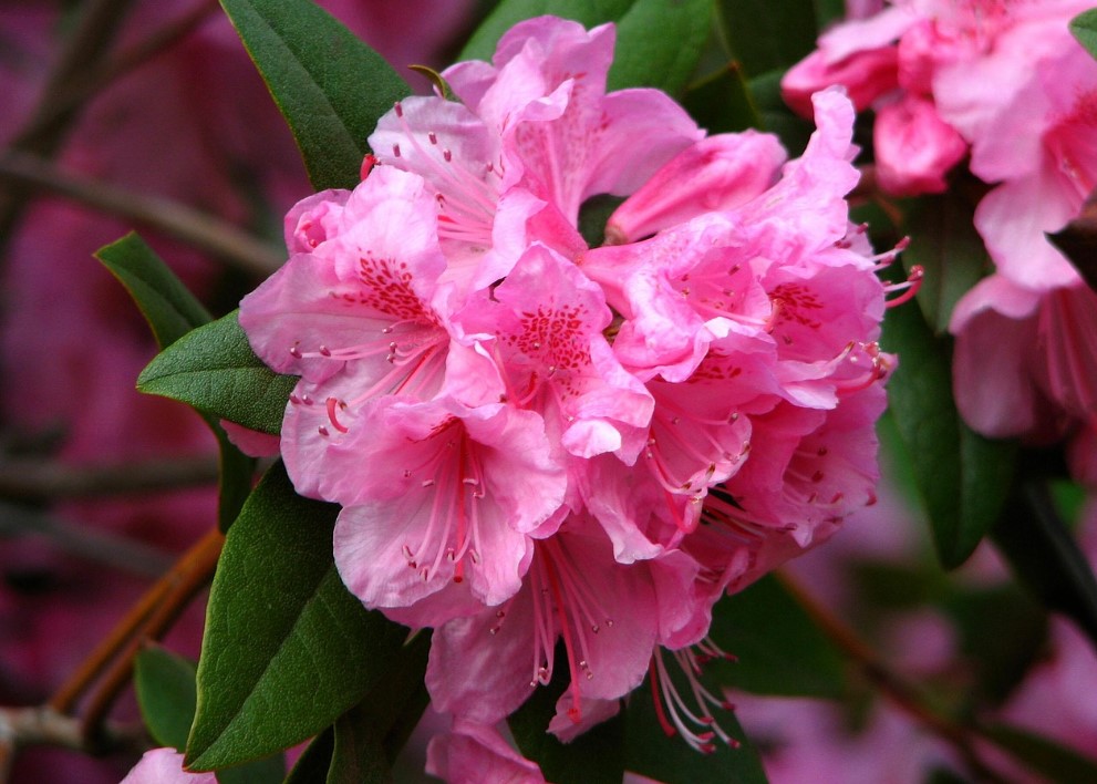 Azalea flower meaning