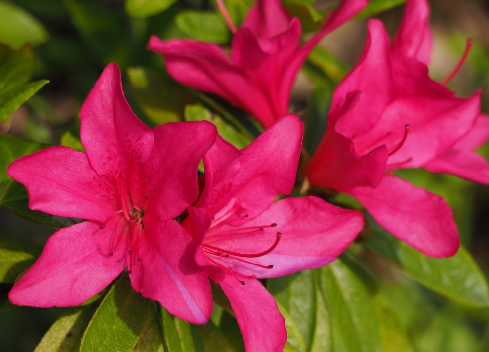 Azalea flower meaning