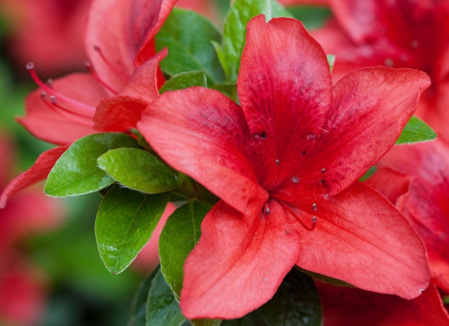 Azalea flower