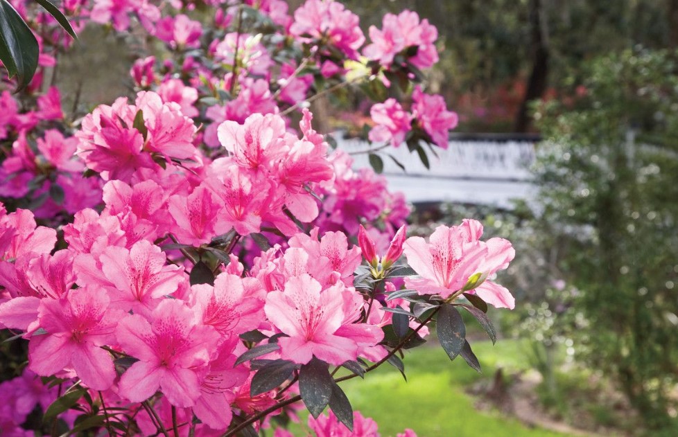 Azalea flower care