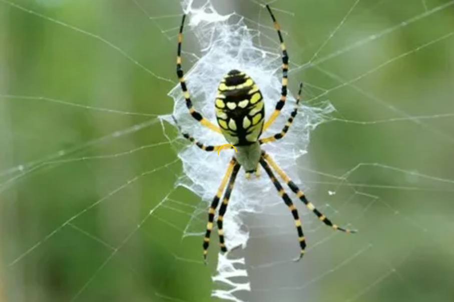 Banana Spider