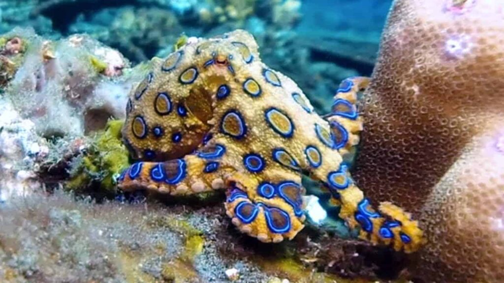 Blue Ring Octopus