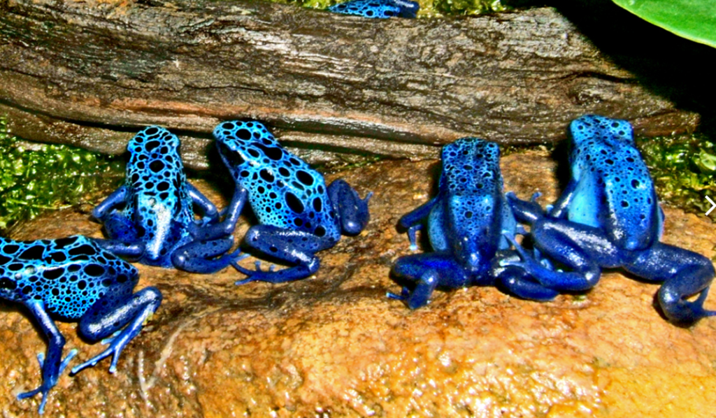 Dort Poison Frog Poison Dart Frog