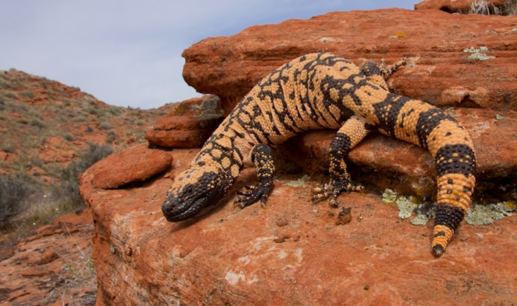 Heloderma Suspectum Gila Monster