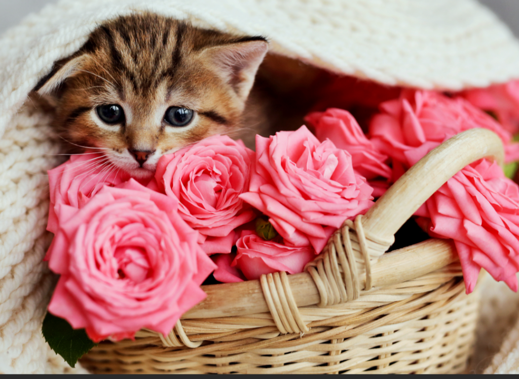 Are Roses Toxic to Cats