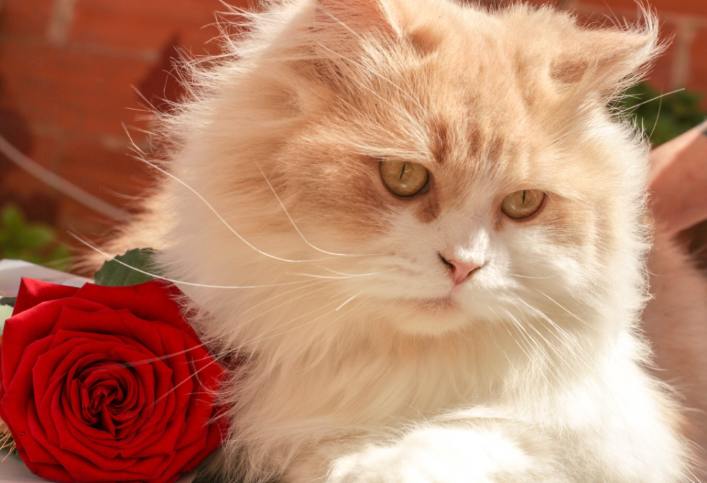 Are Roses Toxic to Cats
