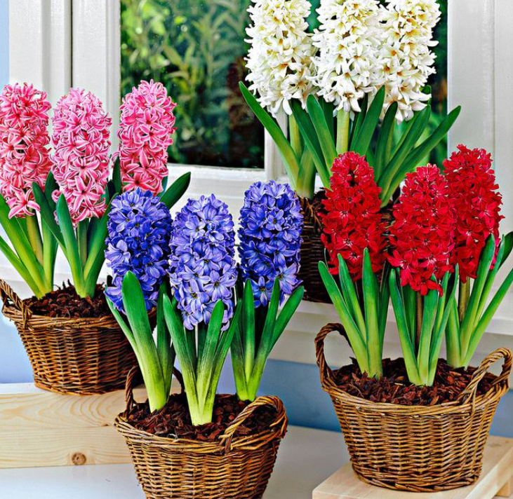 Are Hyacinths Poisonous to Cats