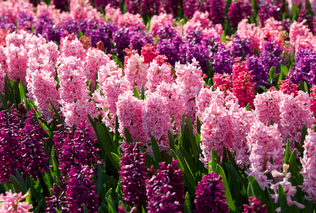 Are Hyacinths Poisonous to Cats